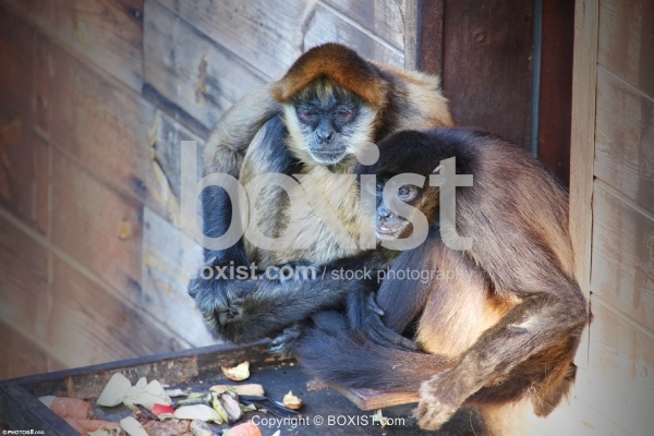Two Spider Monkeys Sitting at Rest