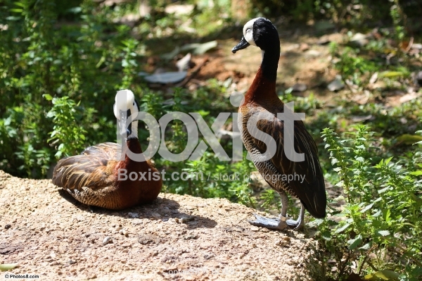 Two White Faced Whistling Ducks