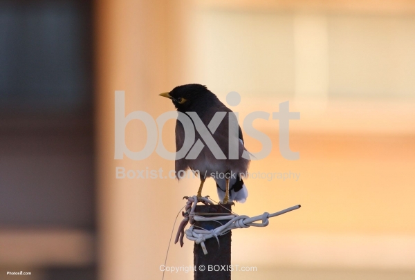 Morning Mynah Bird