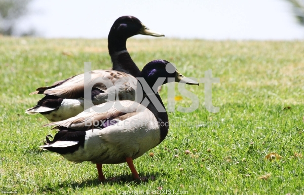 Two Male Mallard Ducks