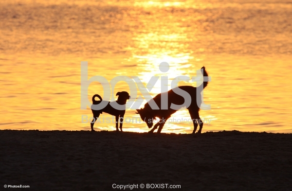 Two Dogs on the Beach at Sunset
