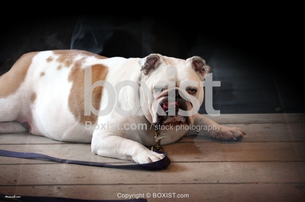 English Bulldog on the Floor