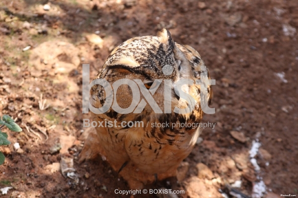 Eurasian Eagle Owl Standing on Ground
