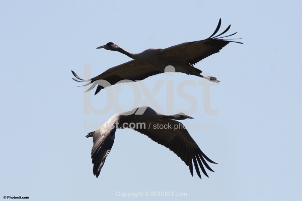 Eurasian Cranes Birds Flying