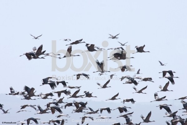 Eurasian Cranes Flying in Hula Valley