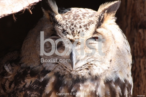 Face of Eurasian Eagle Owl