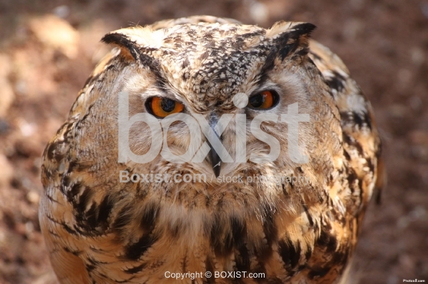 Portrait of Eurasian Eagle Owl Bird