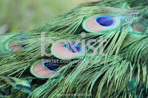 Peacock Feathers