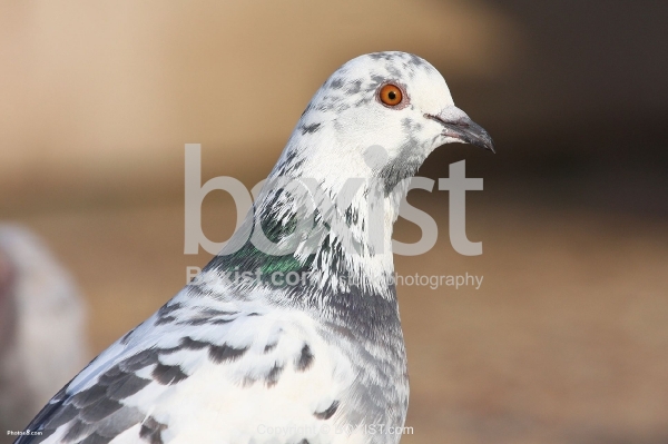 White Black Pigeon