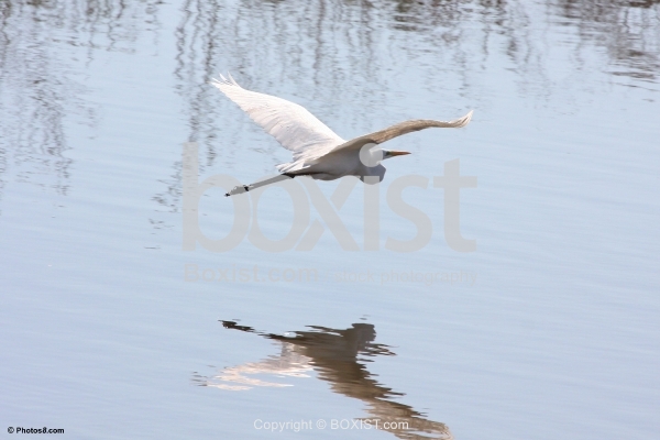 White Crane Flying Over Water