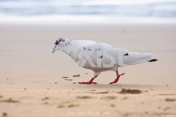 White Dove Walking on Sand