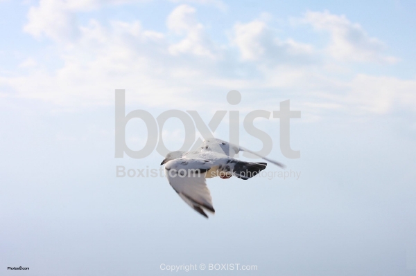 White Dove Flying