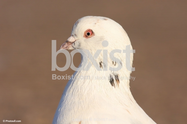 White Dove Head