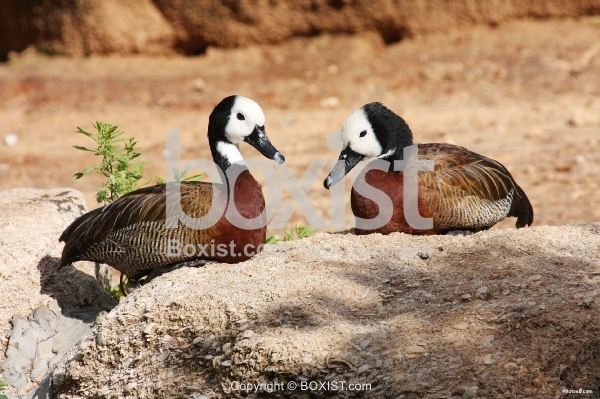 White Faced Whistling Ducks
