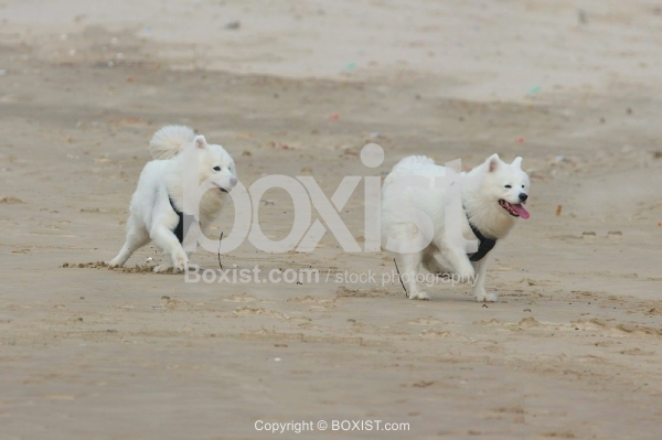 White Samoyed Dogs Beach Play