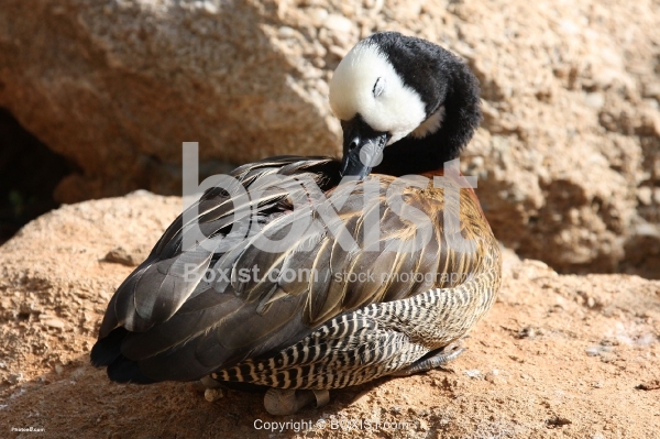 White Whistling Duck Cleaning Itself