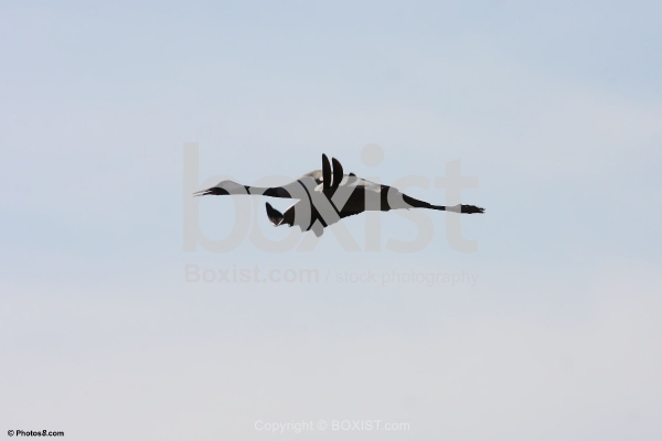 Whooping Crane Flying