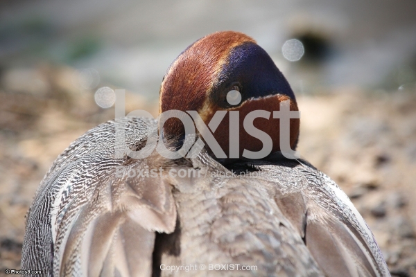Wild Duck Cleaning Feathers