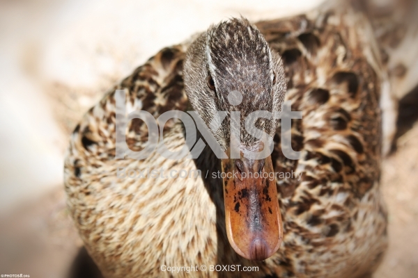 Wild Duck Female Mallard