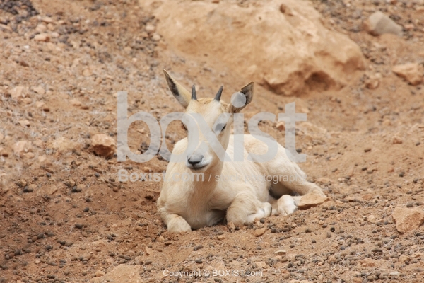 Arabian Oryx Calf Sitting Down