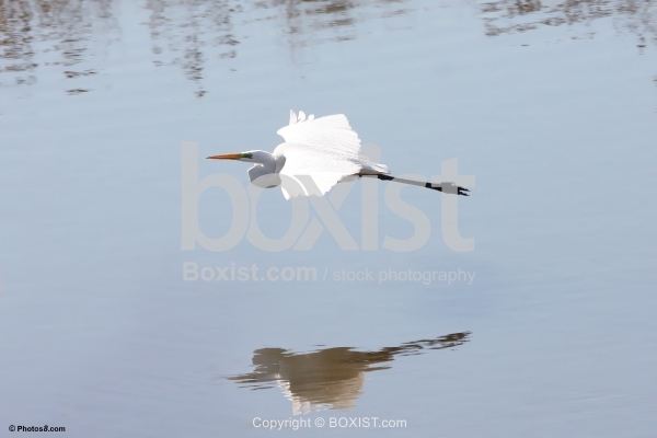 Crane Bird Flying Over Lake Water