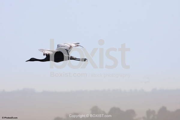 Crane Flying