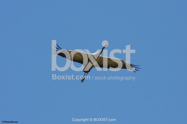 Crane Flying in Blue Sky