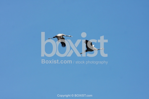 Cranes Flying Against Blue Sky