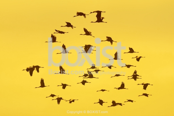 Cranes Flying Against Yellow Sky