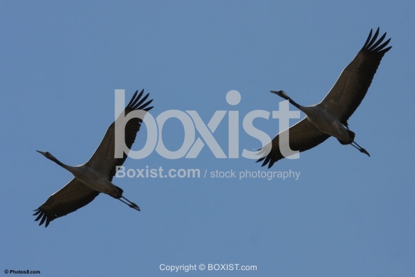 Cranes in Flight