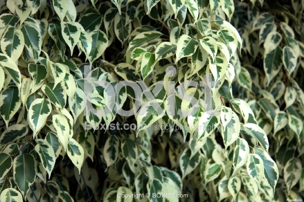 Camouflage Colors Tree Leafs