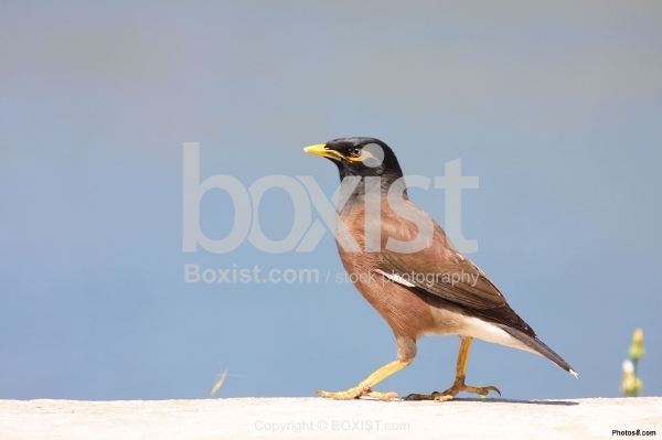 Common Myna Bird