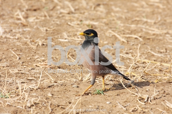 Common Myna Bird Walking