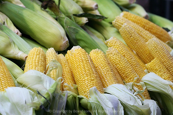 Fresh Corn With Husk