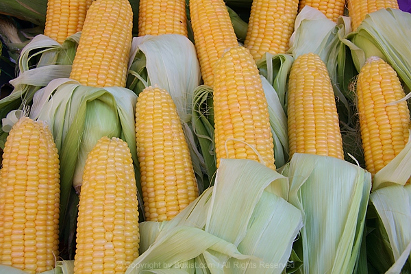 Harvested Corn With The Husks Peeled Back