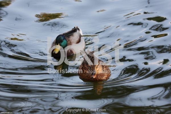 Couple of Mallard Ducks in Water