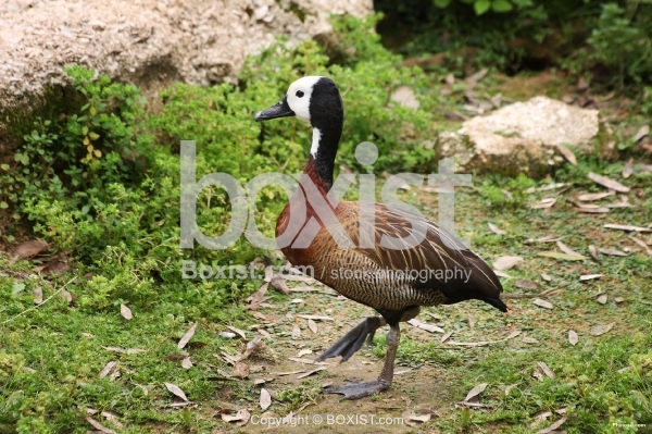 White Faced Duck Walking