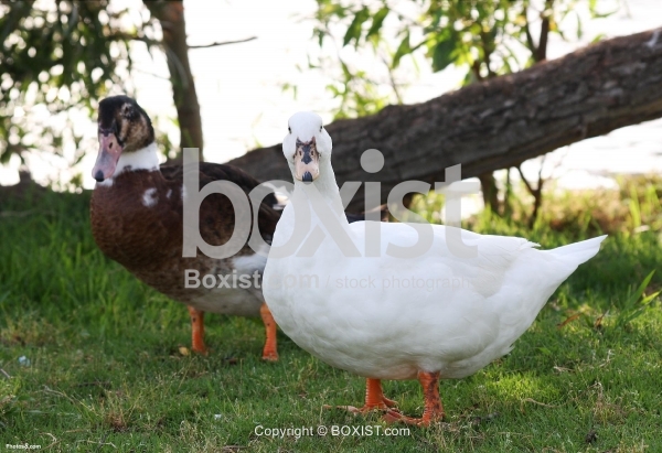 Two Gooses in Grass
