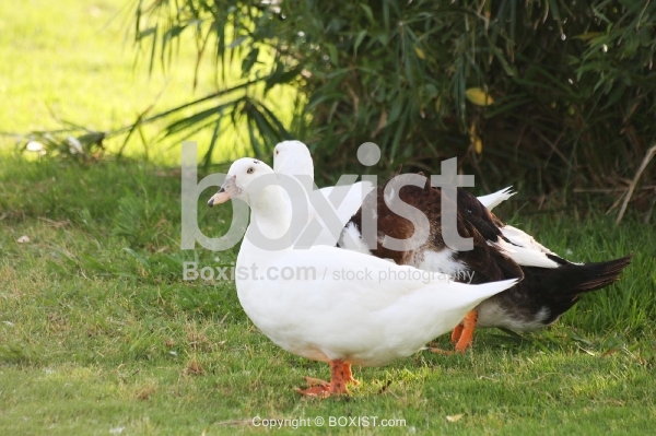Gooses on Green Grass.