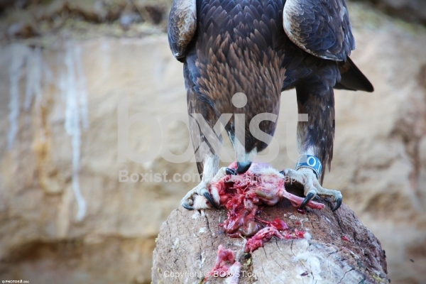 Eagle Eating It