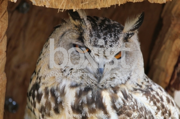Eagle Owl