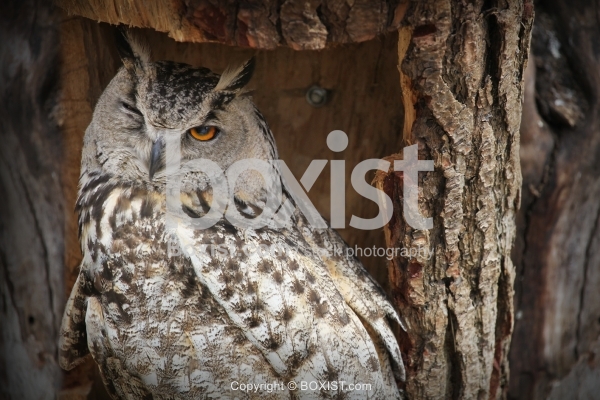 Eagle Owl Staring with One Eye
