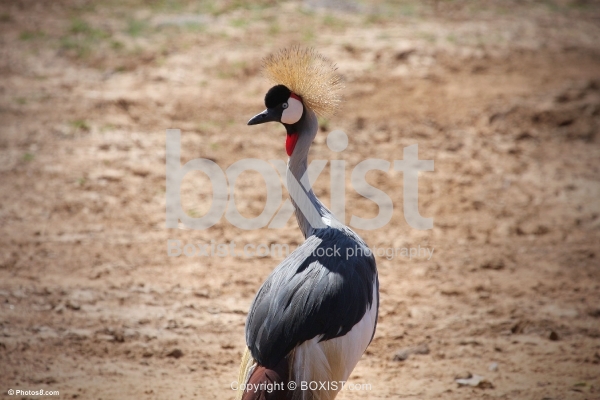 East African Crowned Crane