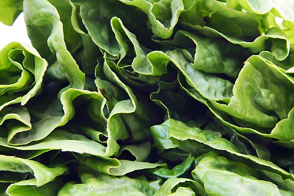 Closeup Of Fresh Green Lettuce Leaves