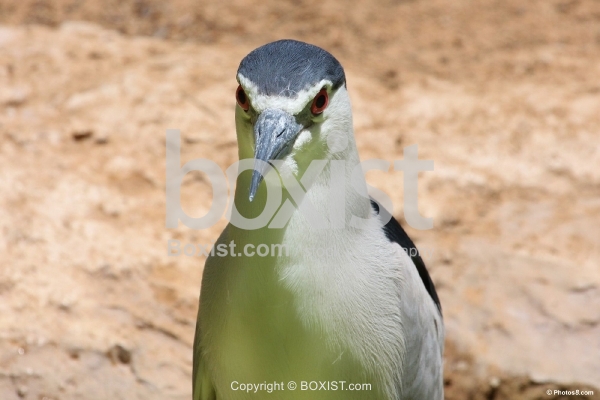 The Black Crowned Night Heron