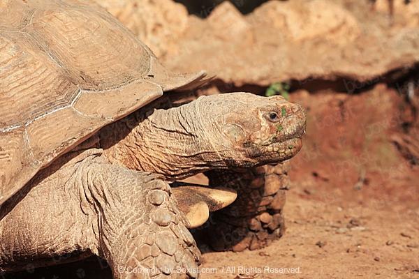 The Giant Turtle Head