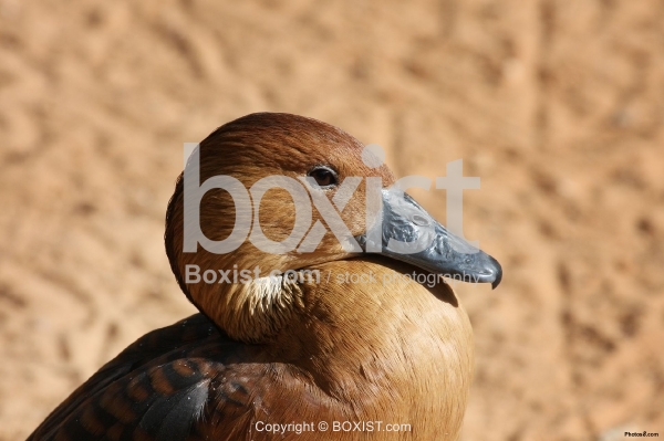 The Lesser Whistling Duck