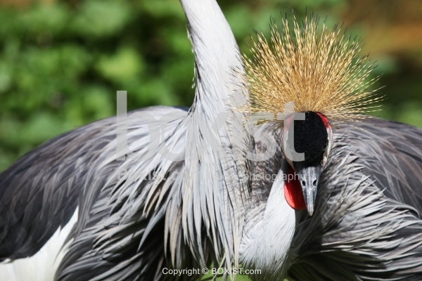 African Grey Crowned Crane