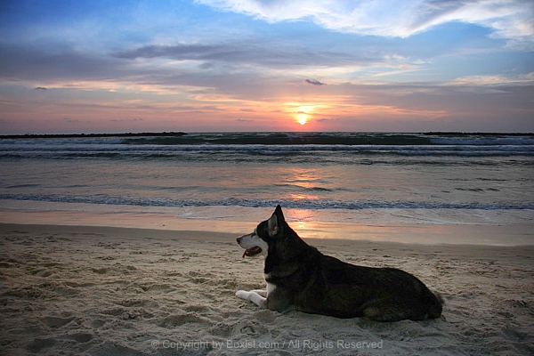 Alaskan Malamute Dog On The Beach At Sunset