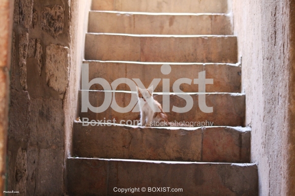 Kitten on the Stairs